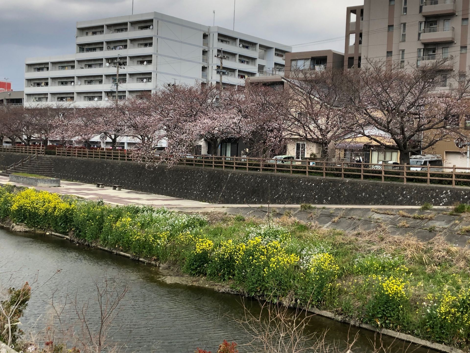 豊橋市の桜 柳生川沿い 3月31日 リノベ不動産 オノコムリビングワークス