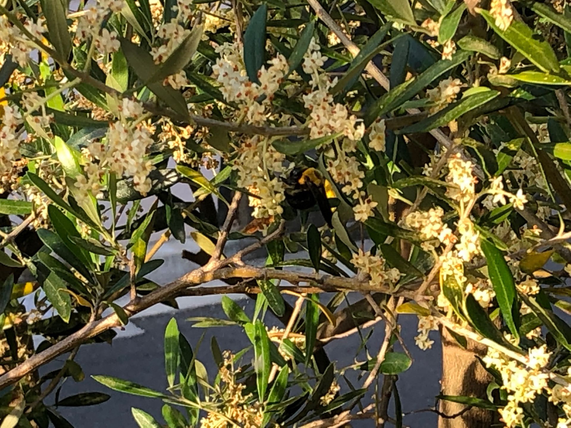 植栽【オリーブの木と蜂】