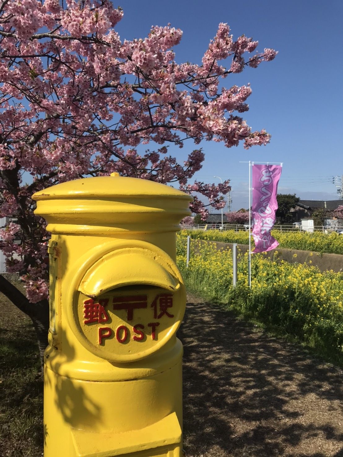 免々田川菜の花 桜まつり リノベ不動産 オノコムリビングワークス