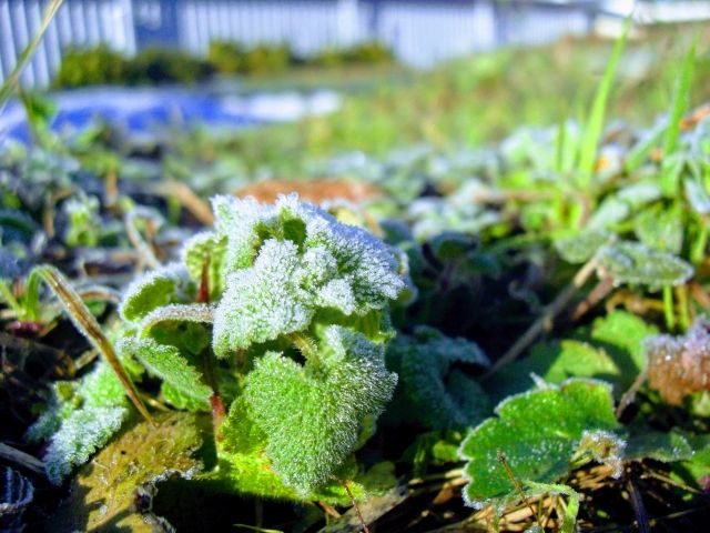 霜が降り始める頃【霜降】二十四節気