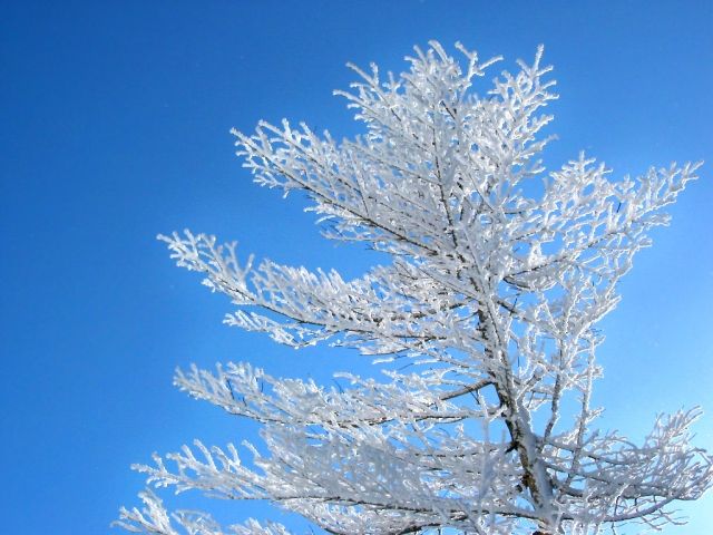 寒さが最も厳しい時期です。【大寒】二十四節気
